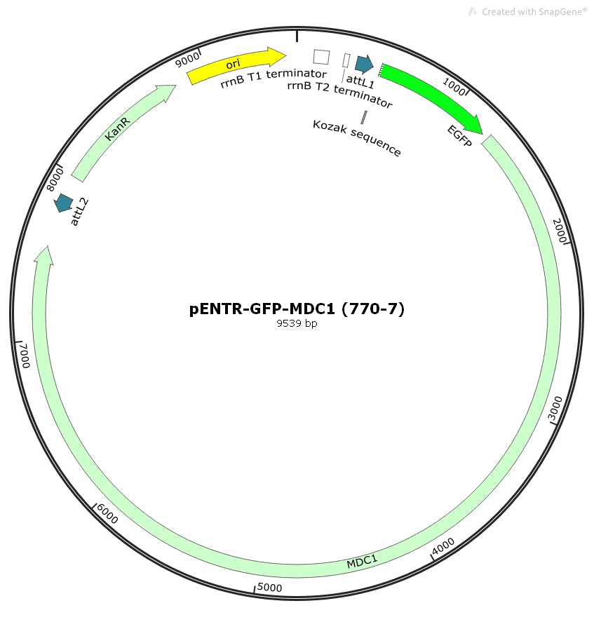 pENTR- GFP- MDC1 (770- 7) - Click Image to Close